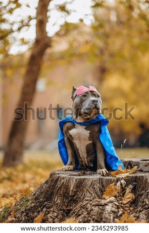 Walk in the park with the dog. A dog in a superhero costume.