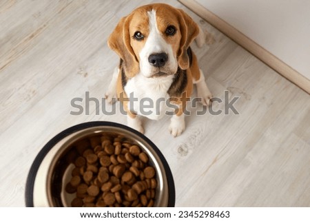 A beagle dog sits on the floor and looks at a bowl of dry food.  Royalty-Free Stock Photo #2345298463