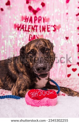 Dog in Valentine's Day Portrait, happily having fun in front of a red background filled with hearts with the text "Happy Valentine's Day".