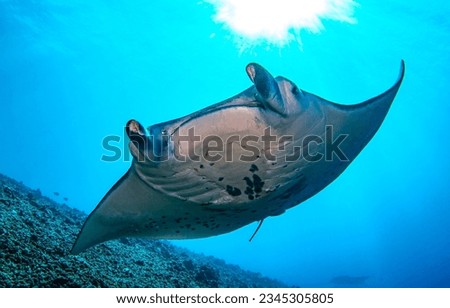 Mobula birostris. Manta ray underwater. Manta ray. Giant manta ray Royalty-Free Stock Photo #2345305805