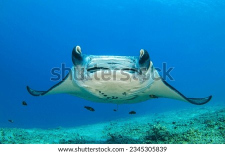 Mobula birostris. Manta ray underwater. Giant manta ray. Manta ray Royalty-Free Stock Photo #2345305839