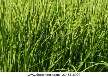 close up of grass summer agriculture