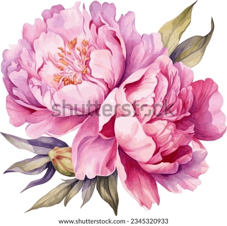 Watercolor illustration of a peony. Botanical flower on an isolated white background. Royalty-Free Stock Photo #2345320933