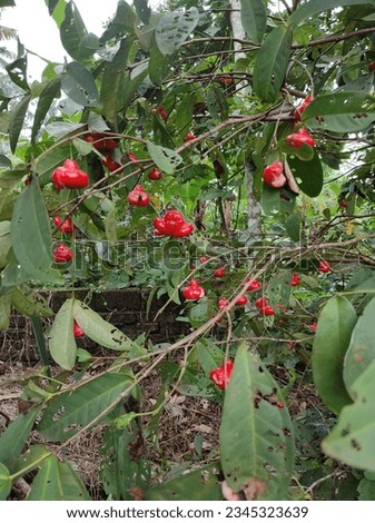 Syzygium jambos is a species of rose apple, bell apple, button, wax apple. Royalty-Free Stock Photo #2345323639