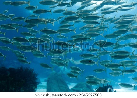 Sea shoal of mackerel. Aquarium photo. High ISO photo.