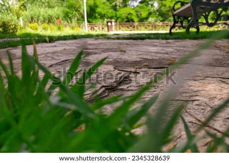 Stone walking path with overgrown grass between the slabs with the prospect of continuing the path, a bench. Theme of walking, hiking, discovering new places, traveling through wild natural places
