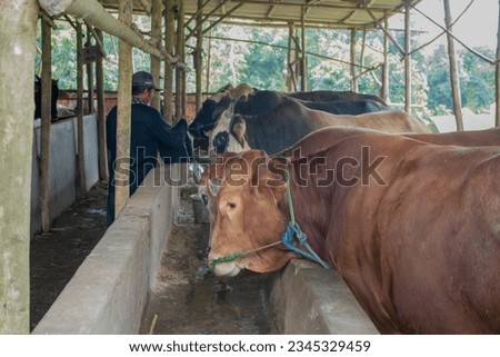 Sustainable, agriculture and cows eating on a farm for health, wellness and dairy supply. Industry, farming and cattle feeding outdoor in eco friendly, nature or livestock environment in countryside.