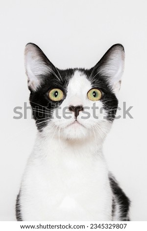 Cute cat having fun in front of white background, isolated image. Photo session in the studio. Royalty-Free Stock Photo #2345329807