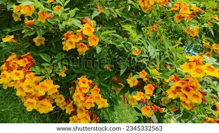 Yellow Bell, Tecoma stans, Trumpet flowers, Gold Urai Mickey Mouse bell-like flowers Yellow mixed with orange and chocolate color dotted with large flowers.