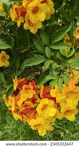 Yellow Bell, Tecoma stans, Trumpet flowers, Gold Urai Mickey Mouse bell-like flowers Yellow mixed with orange and chocolate color dotted with large flowers.