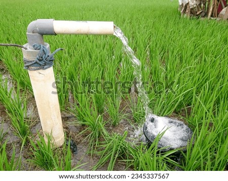 Wheat plants are being irrigated by water jet. Irrigation of rice fields using pump wells with the technique of pumping water from the ground to flow into the rice fields. Irrigation system.