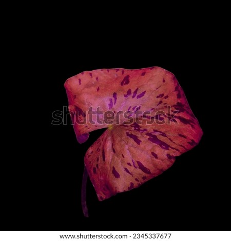 Red Tiger Lotus leaf aquatic plant isolated on black background with clipping path