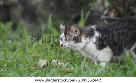 The domestic cat (Felis catus) is a beloved and ubiquitous companion animal that has been cherished by humans for thousands of years. 