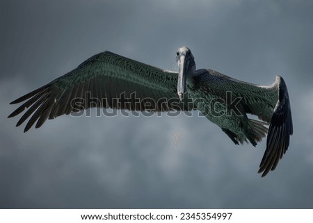 Holbox,, Q.R., Mexico - February 24, 2018: Flying pelican captured in the Gulf of Mexico.