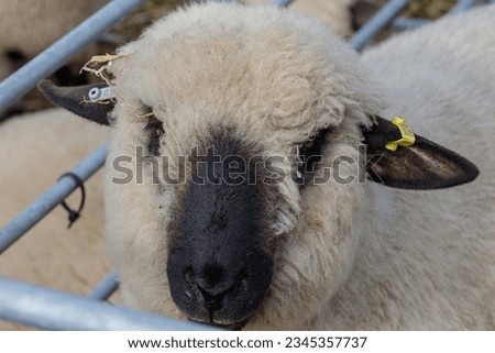 Sheep of all breeds being shown at Ashbourne Show including valais black nose and orange sheep to name but two. Competing farmers and their families join together hoping to win a rosette or two. Royalty-Free Stock Photo #2345357737