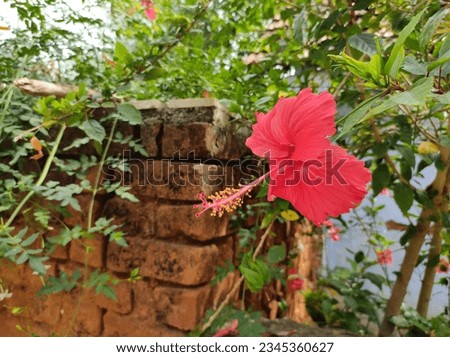 Herbal medicinal zoo or hibiscus flower on the plant
