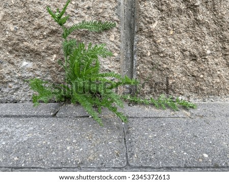 The green plant grew between the road and the wall.