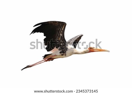 Painted Stork flying isolated on white background. Royalty-Free Stock Photo #2345373145