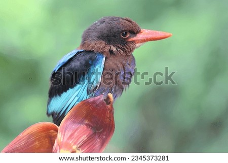 A Javan kingfisher prowls the bushes for prey. This carnivorous bird has the scientific name Halcyon cyanoventris.