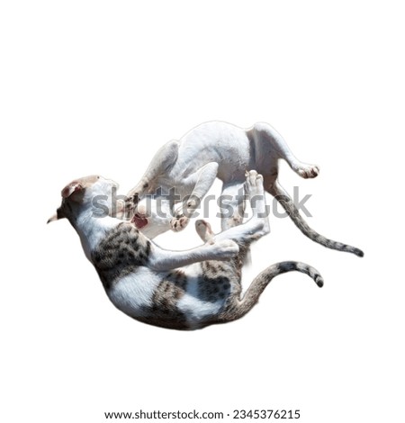 two cats playing on white background. 