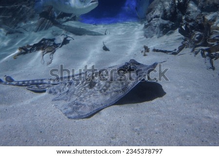 The thornback ray on the sand in an aquarium.