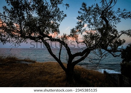 Olive trees on a hill in the forest near the Aegean Sea in Greece at sunset