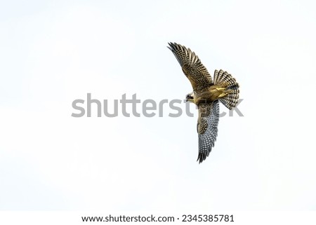 A majestic peregrine falcon soaring through the sky. Royalty-Free Stock Photo #2345385781