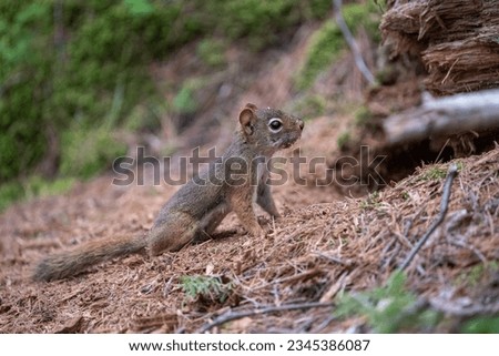 Red squirrel in a forest