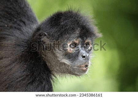 Closeup of Yucatán spider monkey in tree 