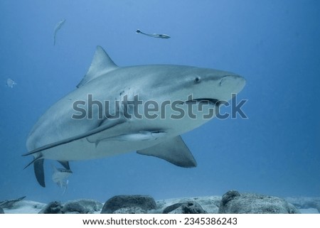 Bull shark swimming on the ocean floor Royalty-Free Stock Photo #2345386243
