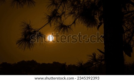 the moon with pine leaves in the foreground, with a moonlit night scene