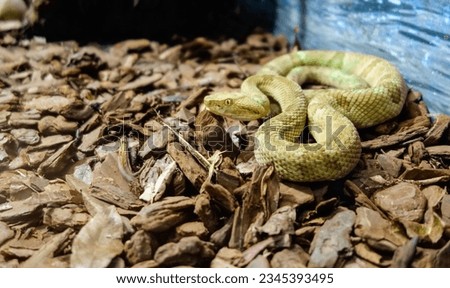 Bothrops insularis snake, known as the Golden lancehead. Endemic to Ilha da Queimada Grande, off the coast of Sao Paulo state, in Brazil Royalty-Free Stock Photo #2345393495