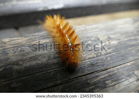 rusty caterpillar - The garden tiger moth or great tiger moth - Arctia caja Royalty-Free Stock Photo #2345395363