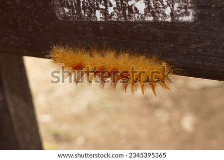 rusty caterpillar - The garden tiger moth or great tiger moth - Arctia caja Royalty-Free Stock Photo #2345395365