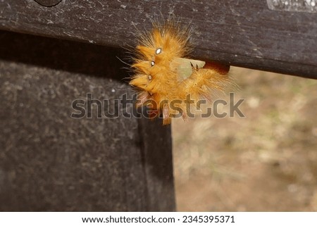 rusty caterpillar - The garden tiger moth or great tiger moth - Arctia caja Royalty-Free Stock Photo #2345395371