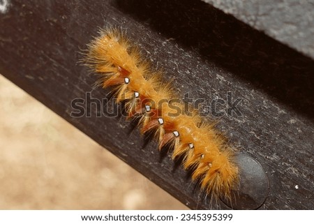 rusty caterpillar - The garden tiger moth or great tiger moth - Arctia caja Royalty-Free Stock Photo #2345395399