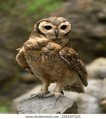 This is a photo of a Strix seloputo perched on a rock