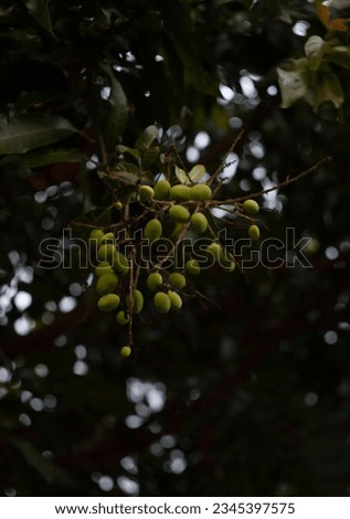 Green fruits of Mangifera indica, known as Mango Tree, Indian mango,  Cuckoo's joy, Mangga,   Mamplam, Aam, Julie Mango, Mengo, Mangoso, Poh or Pelem, on the tree branch.