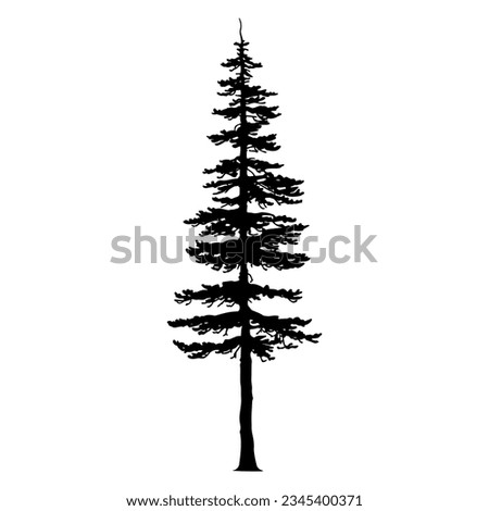 Douglas Fir tree silhouette. Vector illustration Royalty-Free Stock Photo #2345400371