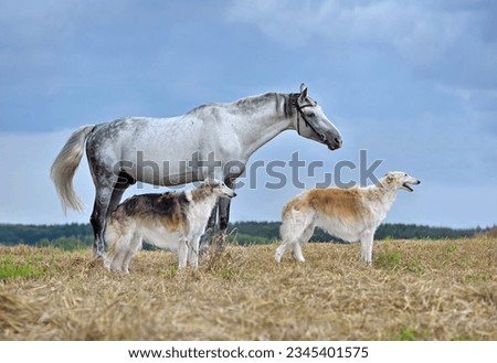 Two beautiful russian borzoi dogs and white horse standing on yellow field over blue sky bagkground Royalty-Free Stock Photo #2345401575