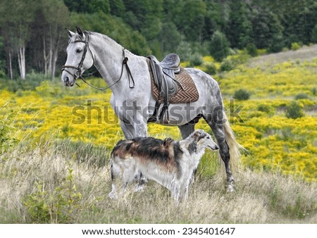 Beautiful russian borzoi dog and white horse standing in a yellow field on fall background Royalty-Free Stock Photo #2345401647