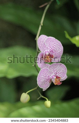 Polka dot orchids blooming, beautiful orchids picture