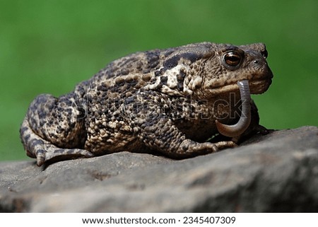 A European toad eating a worm