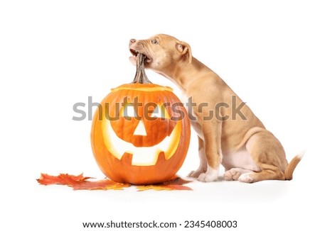 Cute puppy dog with glowing Halloween pumpkin. Fall season or pets celebrating Halloween concept. Puppy biting squash with carved face. 12 weeks old female Boxer Pitbull mix. Selective focus.