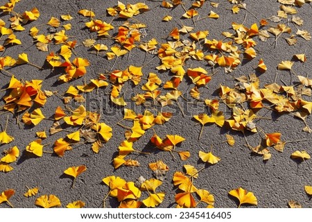 Autumn leaves on the street in the city park 