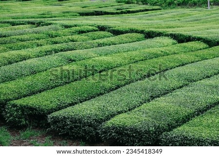 Osulloc Green Tea Farm Scenery in summer. Royalty-Free Stock Photo #2345418349