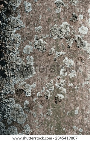 imperial coconut tree trunk covered with fungus and moss Royalty-Free Stock Photo #2345419807