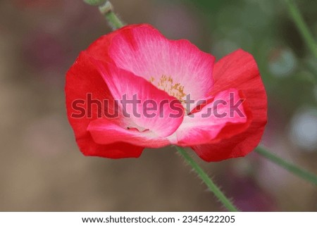 Beautiful Pink and Red Poppy Flower Close-up