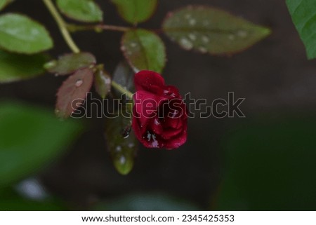Beautiful pink rose flower with rain drops, Rose blossom petals with water droplets in wet garden, Natural background in rainy season, freshness, relaxation, flowers queen of love, valentine symbol.
