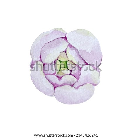 Vintage hand made watercolor lilac pink peonies or rose set. Botanical froral design. Isolated on white flowers. For greeting, invitation, wedding, birthday, valentine card. Botanical illustration.